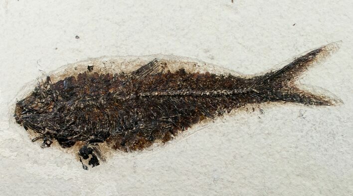 Large Knightia Fossil Fish - inch Layer #12143